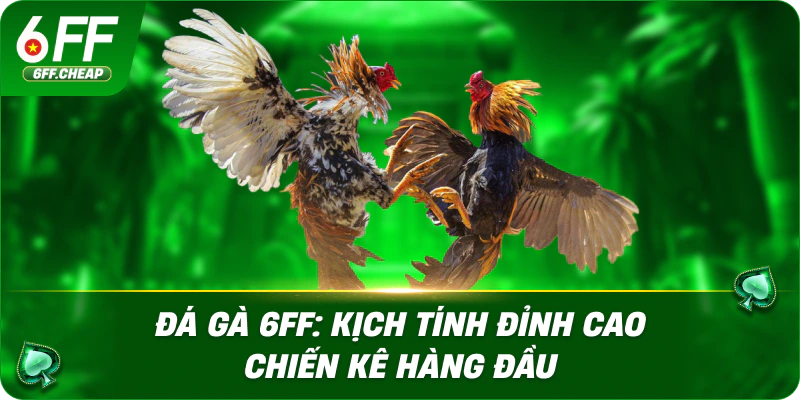 Điểm Nổi Bật Của Đá Gà 6FF