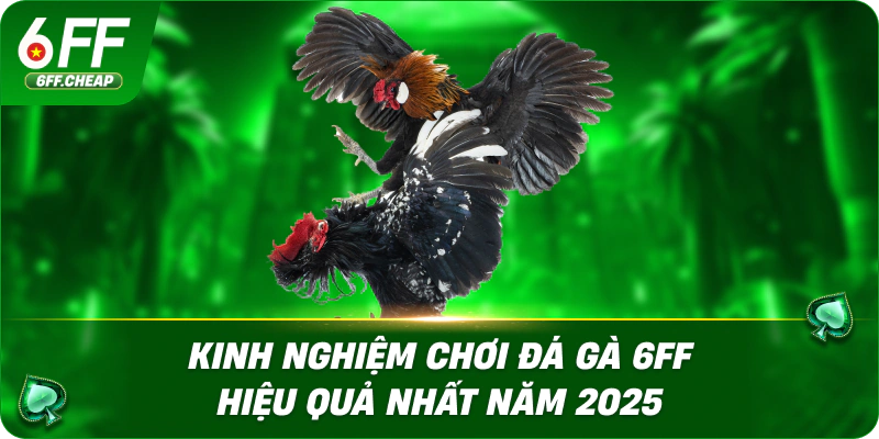 Kinh Nghiệm Chơi Đá Gà 6FF Hiệu Quả Nhất Năm 2025